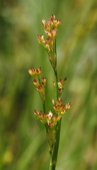 Juncus xiphioides