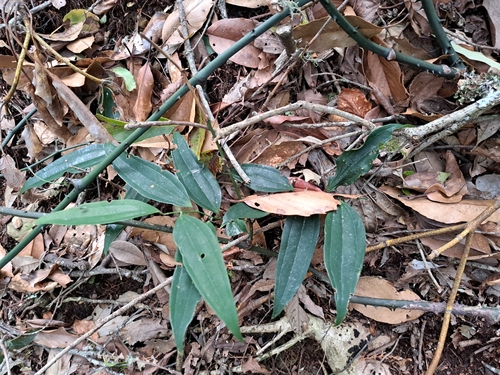 Smilax lanceifolia (Smilax lanceifolia)