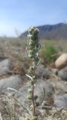 Artemisia campestris borealis