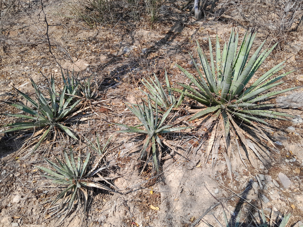 Agave macroacantha, Santa María Tecomavaca, Oax., Mexico