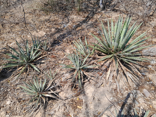 Agave macroacantha