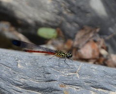 Rhinocypha pagenstecheri timorana