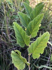 Hermannia grandifolia