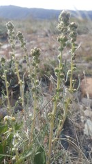 Artemisia campestris borealis