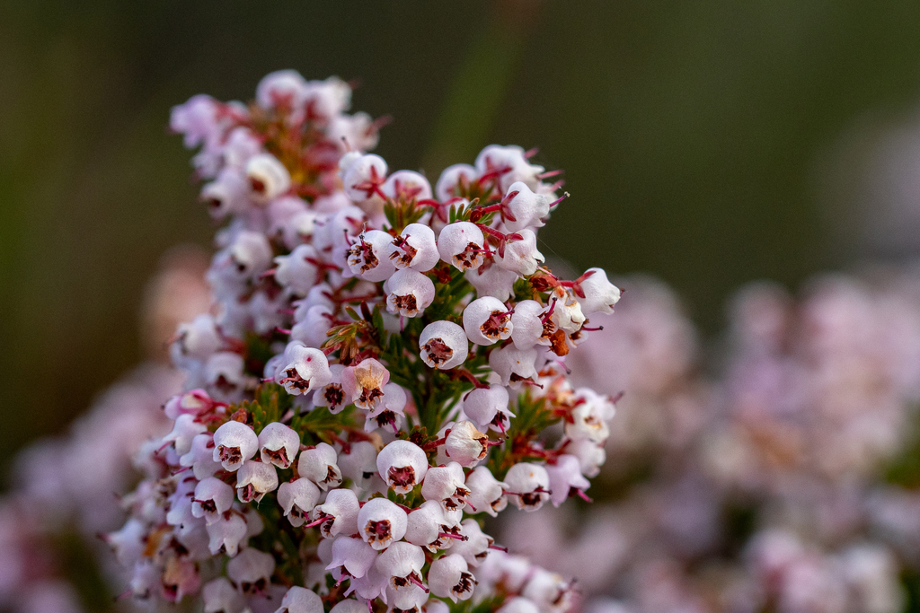 Honey Heath