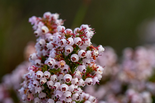 Erica curvirostris Salisb.