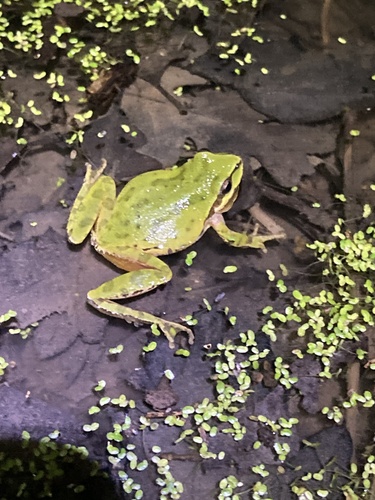 iNaturalist observation photo of Pacific chorus frog