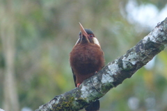 Galbalcyrhynchus leucotis
