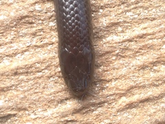Amblyodipsas polylepis