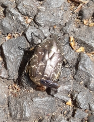 Protaetia brevitarsis