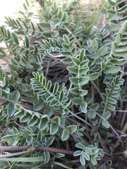 Astragalus