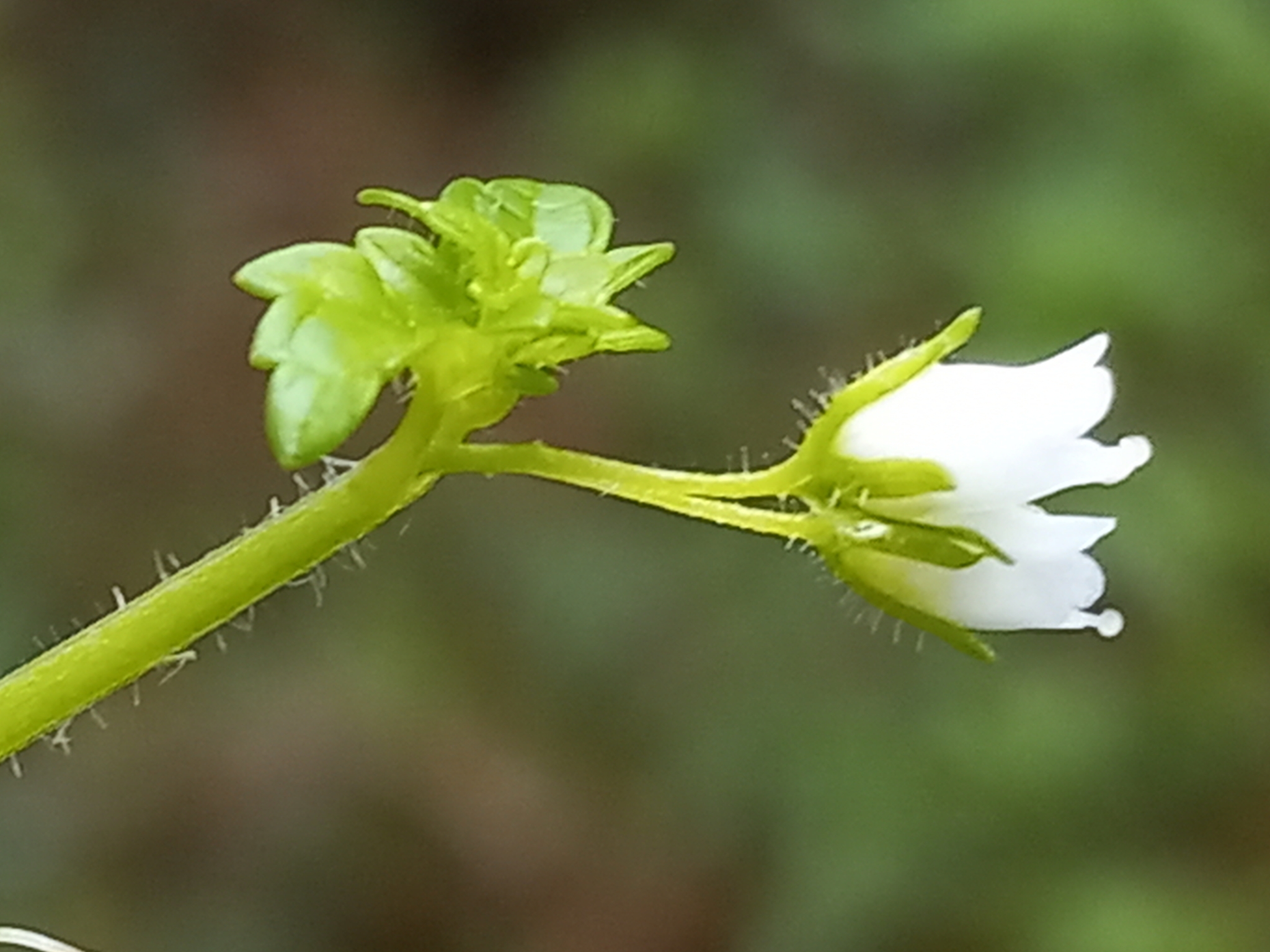 Scrophularia minutiflora