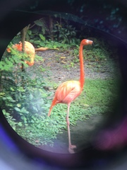 Phoenicopteriformes