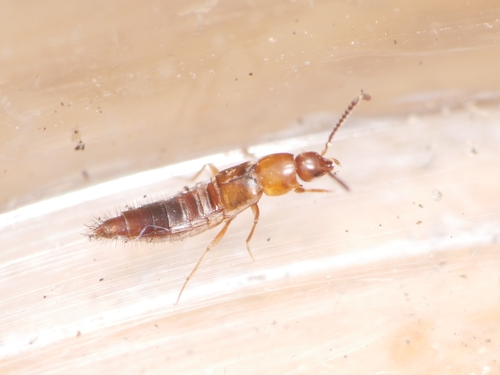 Oxypoda abdominalis