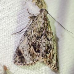 Enchesphora recurvalis