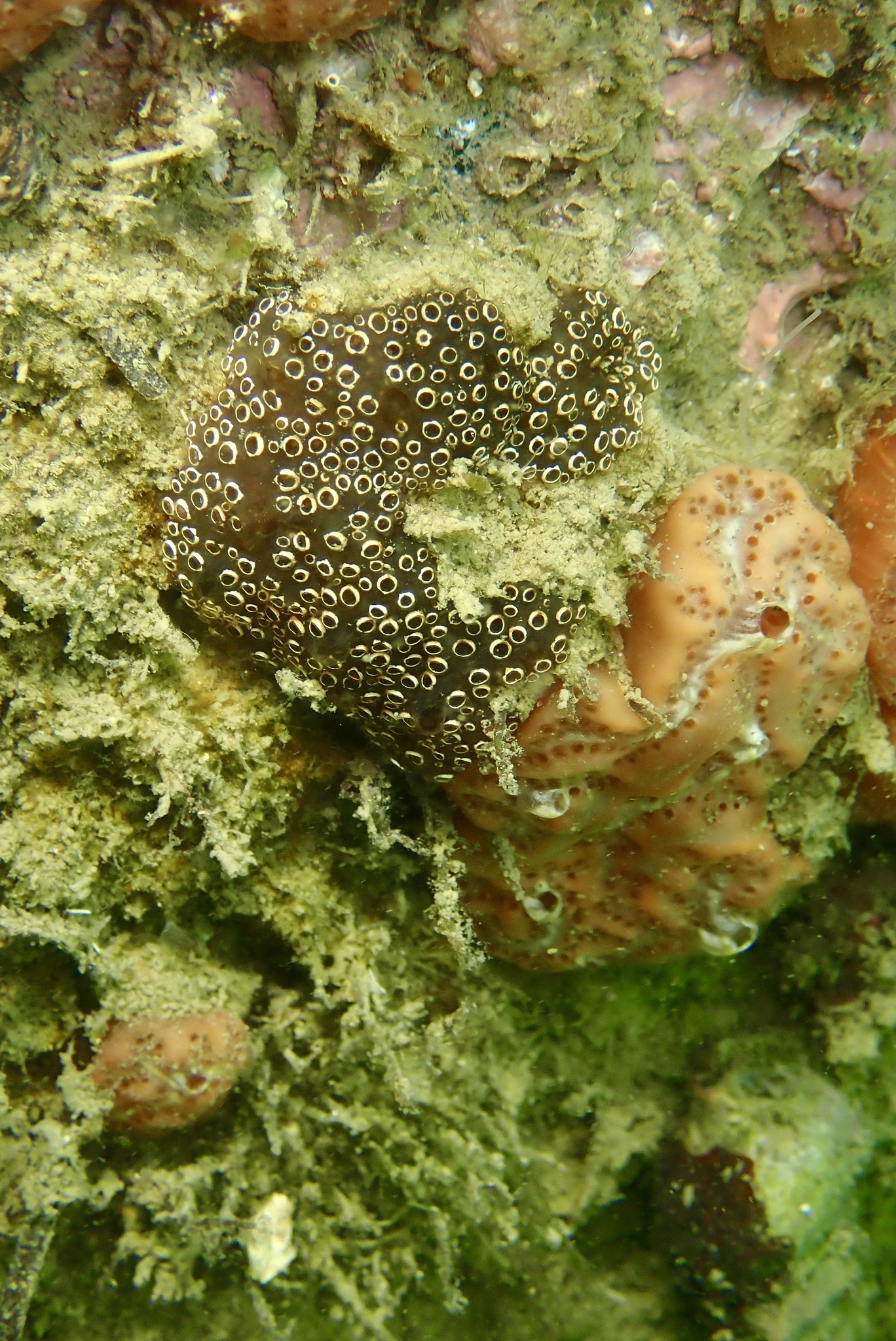 Distaplia bermudensis Van Name, 1902