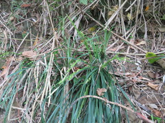 Carex sociata