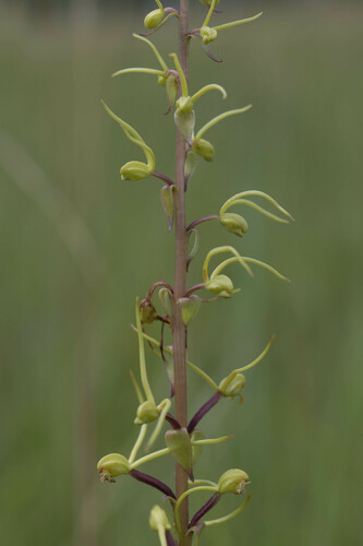 Satyrium riparium