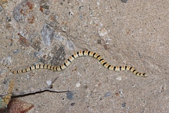 Sonora annulata
