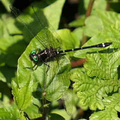 Gomphomacromia fallax