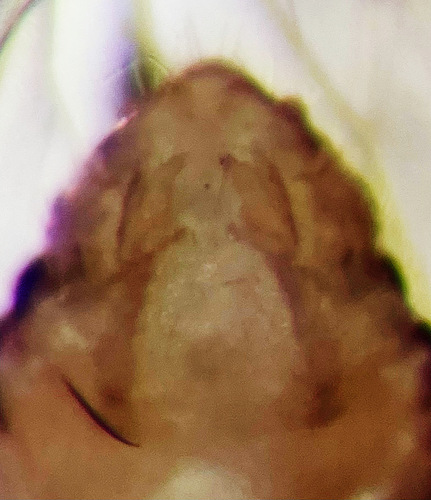 Ectopsocus briggsi, photo 6 of 8