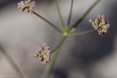 Perideridia pringlei