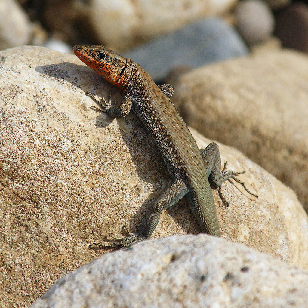 Baran's Lizard