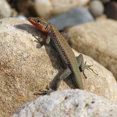 Anatololacerta ibrahimi