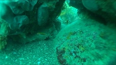 Forsterygion maryannae