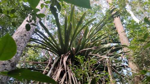Aechmea perforata