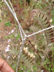 Phacelia hirtuosa