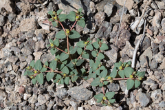 Euphorbia ocellata
