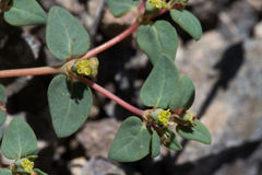 Euphorbia ocellata