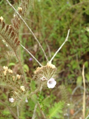 Phacelia hirtuosa