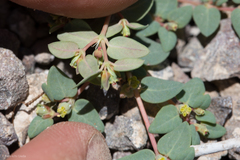 Euphorbia ocellata