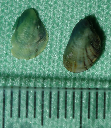 Septifer cumingii