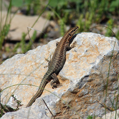 Anatololacerta ibrahimi
