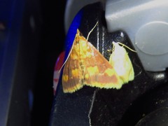 Pyrausta onythesalis