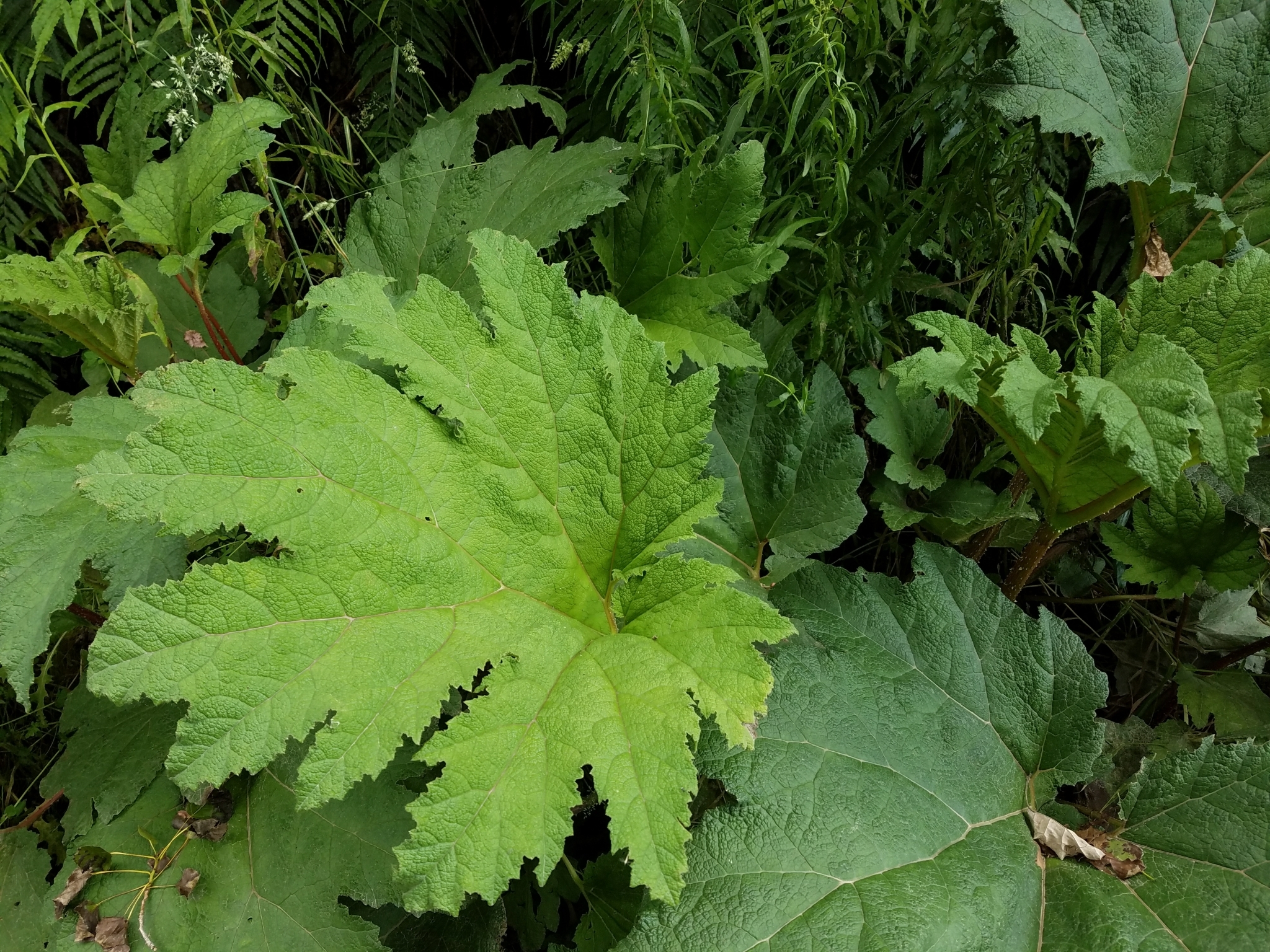 Gunnera manicata · iNaturalist Mexico, image size:2048x1536