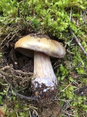 Cortinarius subolivascens