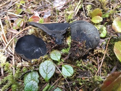 Pseudosarcosoma latahense