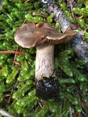 Cortinarius bridgei