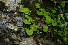 Crassula nemorosa