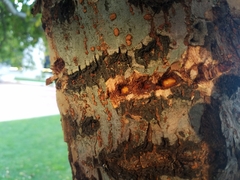 Ulmus parvifolia