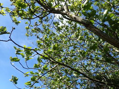 Karpatiosorbus latifolia