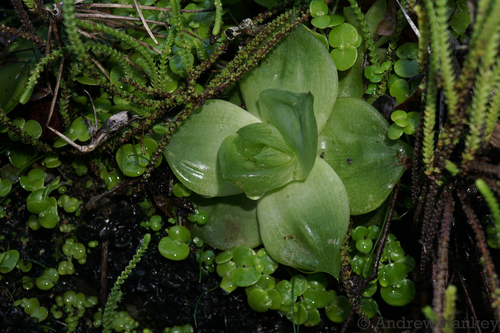 Haworthia cymbiformis