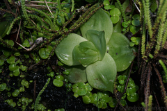 Haworthia cymbiformis