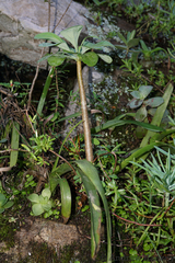 Othonna triplinervia