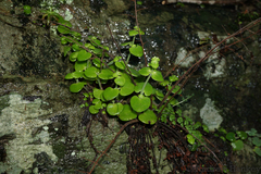 Crassula nemorosa