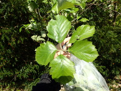 Karpatiosorbus latifolia